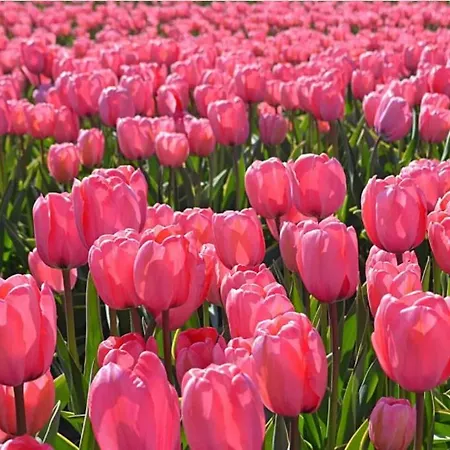 Vakantiebungalow In Riviera Maison Stijl Nabij Zee En Strand, Bos En Duin Ferienhaus *