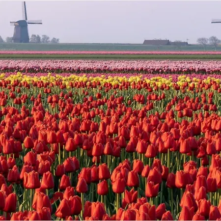 Vakantiebungalow In Riviera Maison Stijl Nabij Zee En Strand, Bos En Duin * Warmenhuizen
